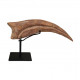 spinosaurus aegypticus claw