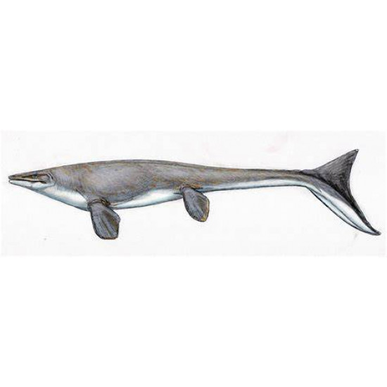 Mosasaurus hoffmannii Mosasaurus hoffmannii