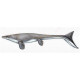 Mosasaurus hoffmannii Mosasaurus hoffmannii