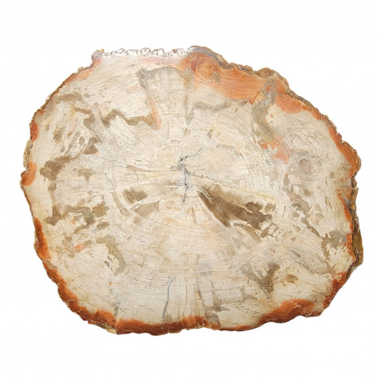 bois fossile de madagascar 