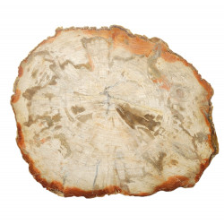 bois fossile de madagascar 