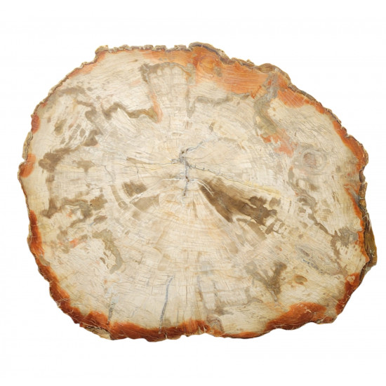 bois fossile de madagascar 