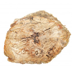 petrified wood from madagascar 