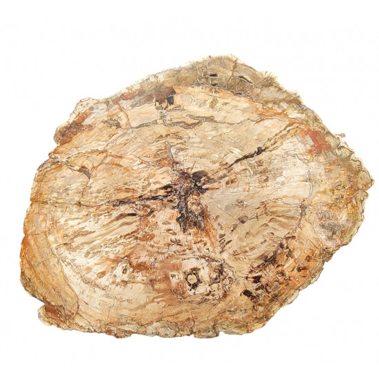 petrified wood from madagascar 