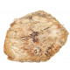petrified wood from madagascar 
