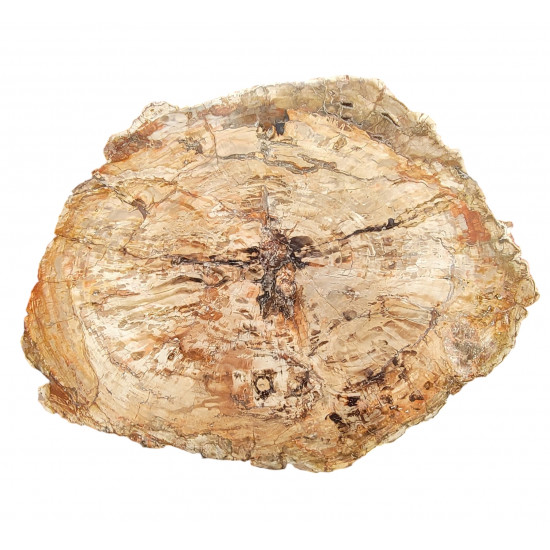 petrified wood from madagascar 