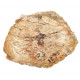 petrified wood from madagascar 
