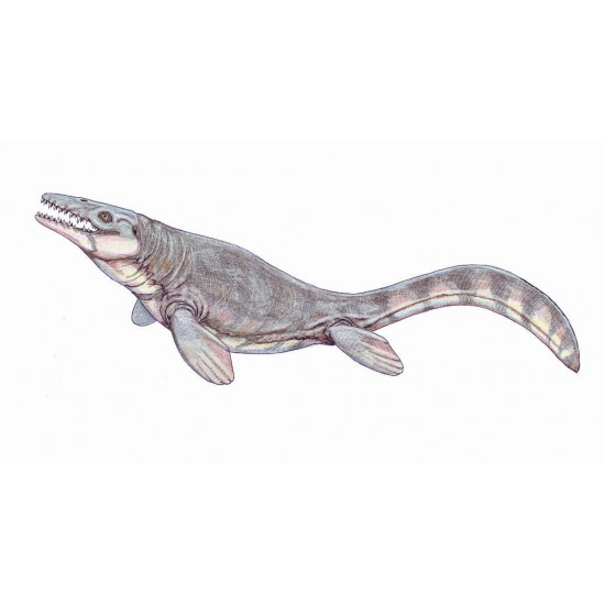 Prognathodon currii   