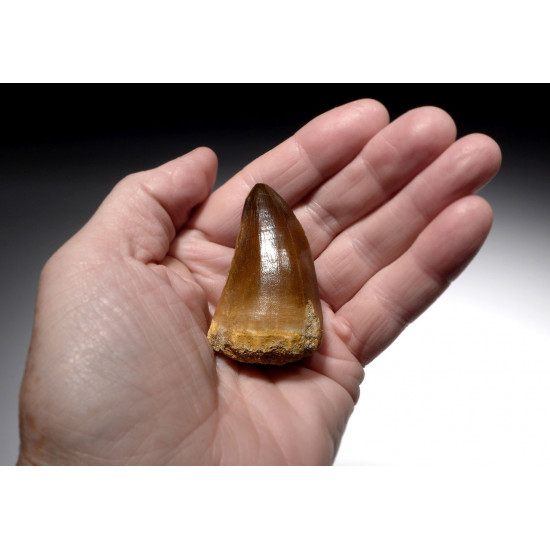 Prognathodon currii   