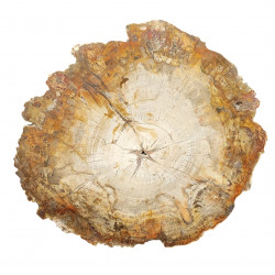 petrified wood from madagascar 