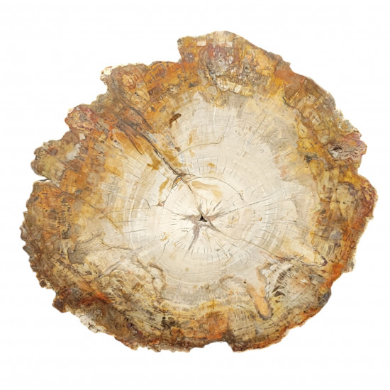 petrified wood from madagascar 