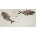 diplomystus dentatus double