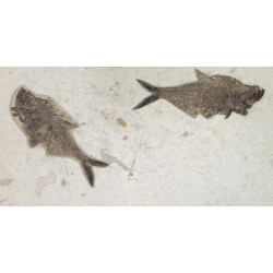 diplomystus dentatus double