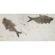 diplomystus dentatus double