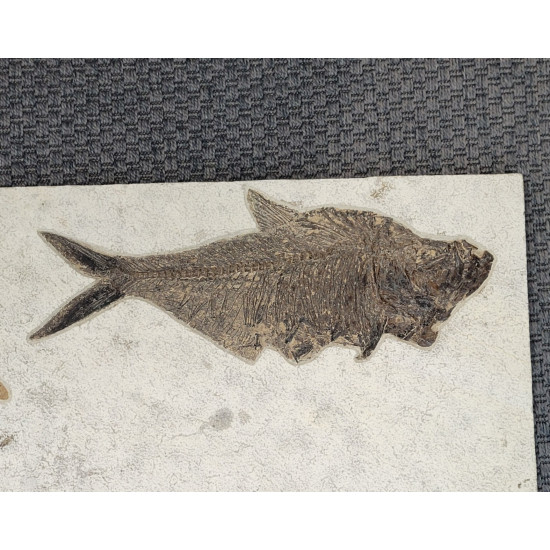 diplomystus dentatus double