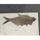 diplomystus dentatus double