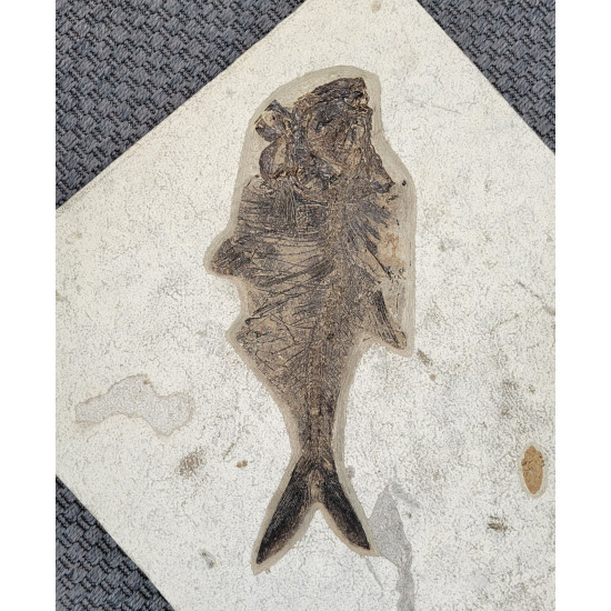diplomystus dentatus double