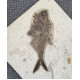 diplomystus dentatus double