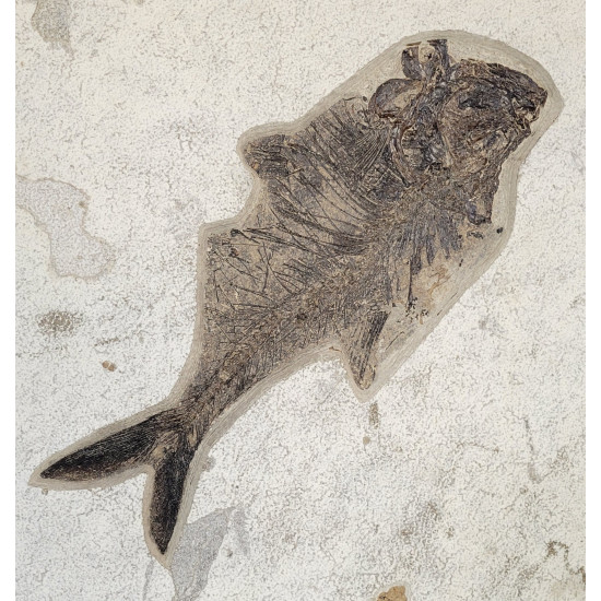 diplomystus dentatus double