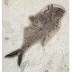 diplomystus dentatus double