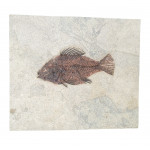 Priscacara serrata