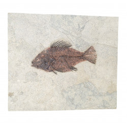 Priscacara serrata