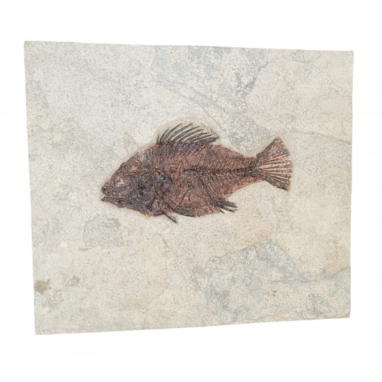 Priscacara serrata