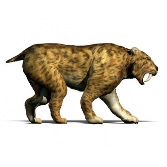 Pogonodon platycopsis (saber cat)