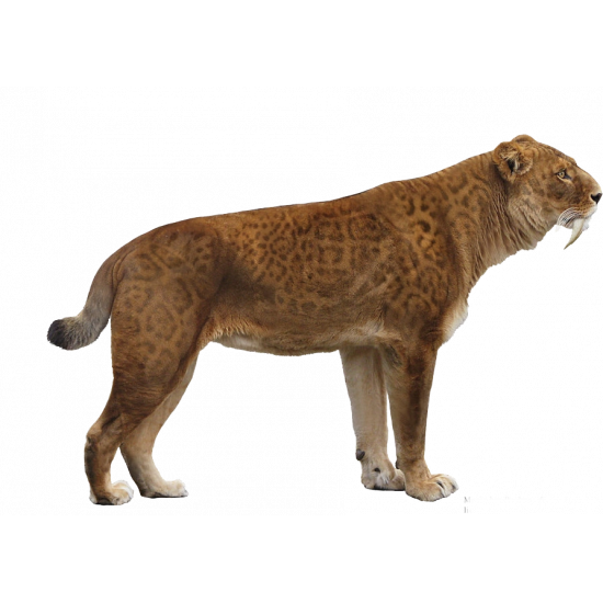 Hoplophoneus primaevus (saber cat)