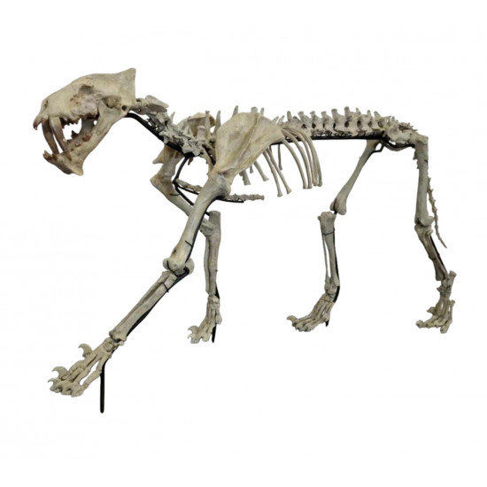 Hoplophoneus primaevus (saber cat) skeleton