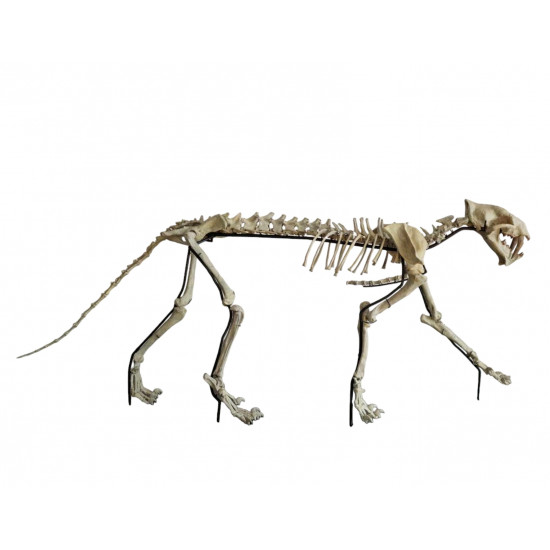 Hoplophoneus primaevus (saber cat) skeleton