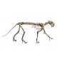 Hoplophoneus primaevus (saber cat) skeleton