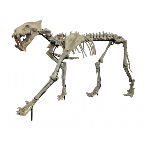 Hoplophoneus primaevus (saber cat) skeleton