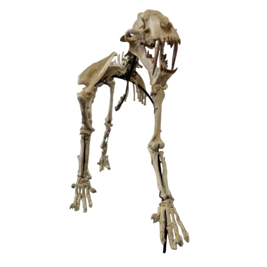 Hoplophoneus primaevus (saber cat) skeleton