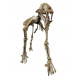 Hoplophoneus primaevus (saber cat) skeleton