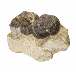 archaeotherium mortoni 