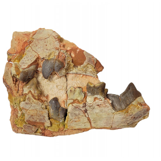 Hyaenodon horridus