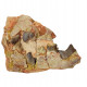 Hyaenodon horridus