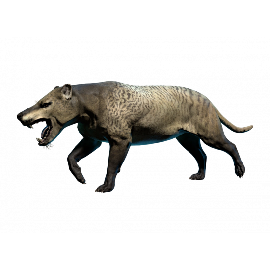 Hyaenodon horridus (skull)