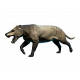 Hyaenodon horridus (skull)