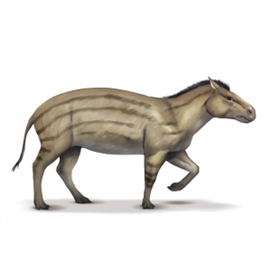 hyracotherium vassacciense