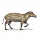 hyracotherium vassacciense