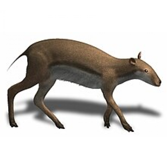 Leptomeryx evansi (squelette)