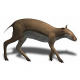 Leptomeryx evansi (squelette)