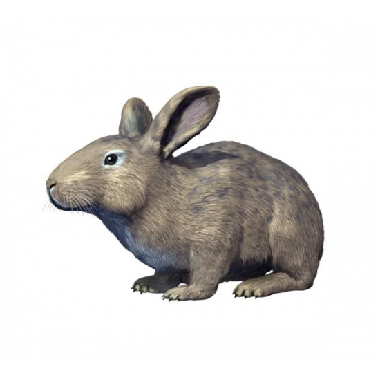 Palaeolagus haydeni (rabbit jaw) Palaeolagus haydeni (rabbit jaw)