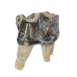 Bronthotherium megaceratops tooth