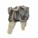 Bronthotherium megaceratops tooth