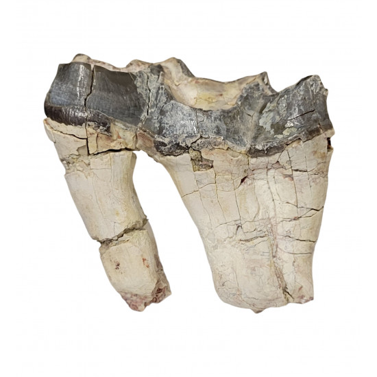 Bronthotherium megaceratops tooth