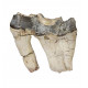 Bronthotherium megaceratops tooth
