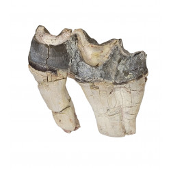 Bronthotherium megaceratops tooth